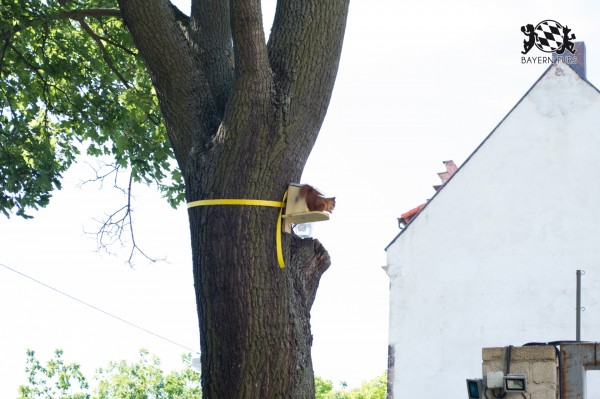 BFD5 0631 von Unbekannt BFD5 0631 von Unbekannt