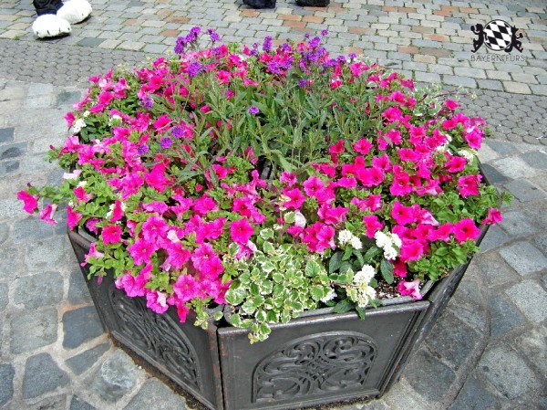 BFD1 0494 von Rolf der Wolf BFD1 0494 von Rolf der Wolf