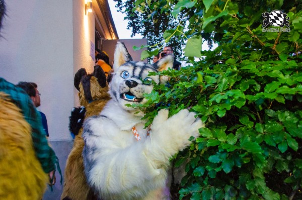 BFD9 0299 von Astertz BFD9 0299 von Astertz