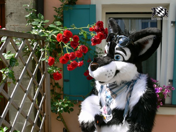 BFD3 0468 von Unbekannt BFD3 0468 von Unbekannt