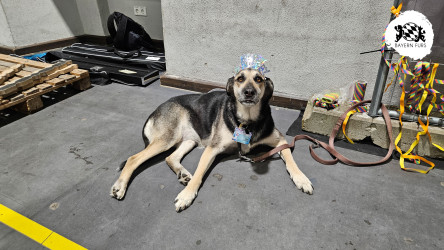 bfd16 von sunni bfd16 von sunni