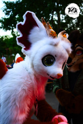 bfd16 von stoegi bfd16 von stoegi